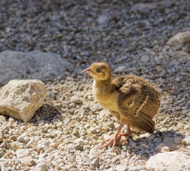 Peacock chick confident paces over the rocks close up