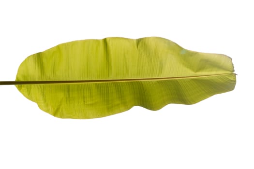 Full banana leaves. Natural light shines through from behind. Isolated on white with work paths.
