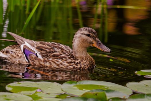 One brown duck swim in pond. Still float action. Water with dark shadow and brown reflection.