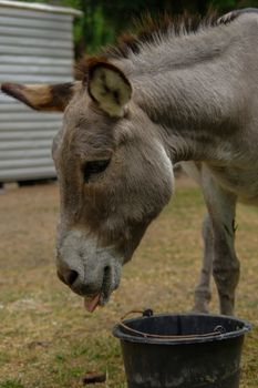 Donkey drinking water out of his trough
