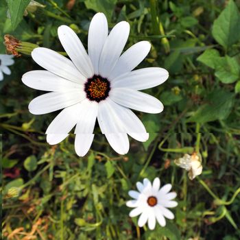 beautiful white flower in the garden among the green grass