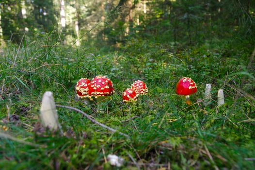 Fly agaric toadstool, Amanita muscaria family in tge forest