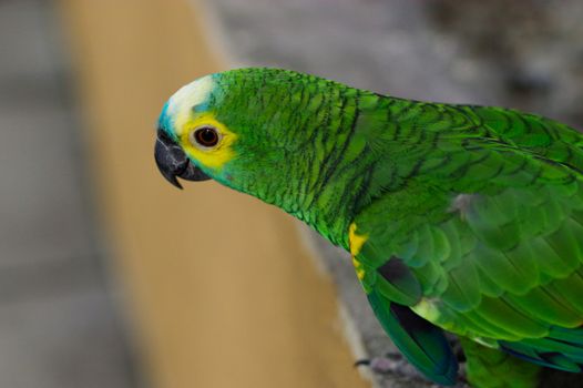 a green parrot, Yellow-chevroned Parakeet, Brotogeris chiriri, bird sitting on a stone wall, Kuala Lumpur Bird park, Malaysia