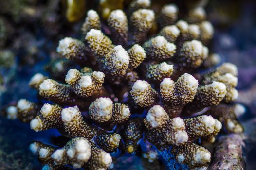 The Andaman sea at low tide, Coral at sunny day with water around it. blurry. Phuket Island, Thailand, Asia