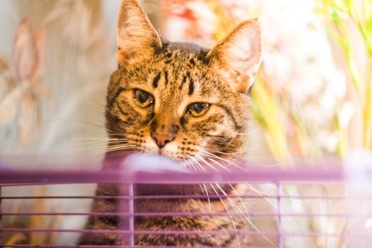 pet cat looks at the cage with a hamster