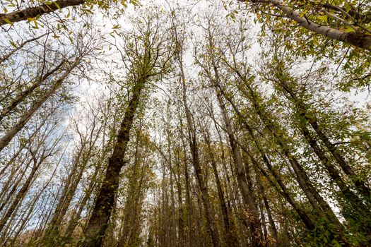 Autumn forest panorama with yellow leaves.