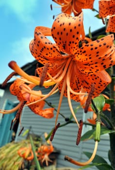 beautiful orange tiger lilies in the garden