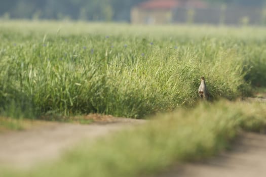 agricultural field, nature and agriculture farming series