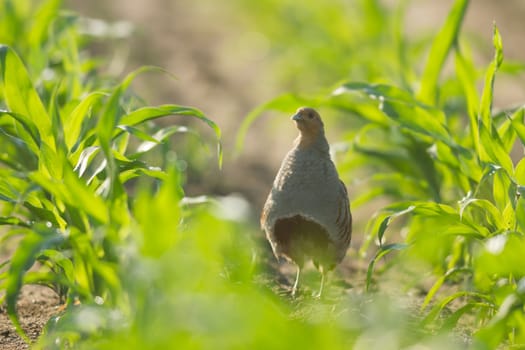 agricultural field, nature and agriculture farming series
