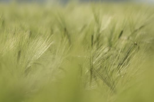 agricultural field, nature and agriculture farming series