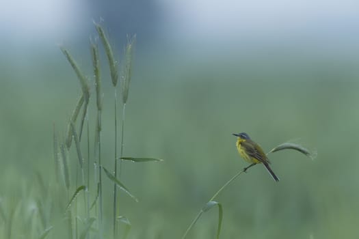agricultural field, nature and agriculture farming series