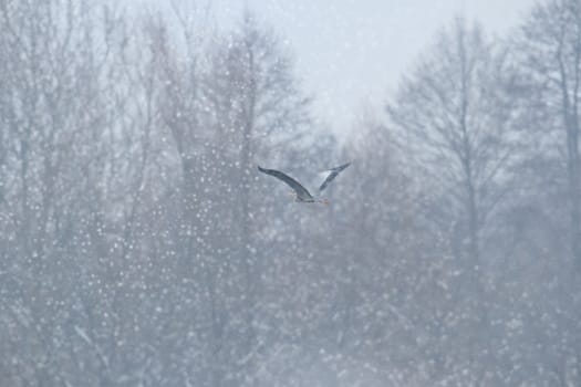 wild bird in natural habitat, nature series