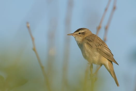 wild bird in natural habitat, nature series
