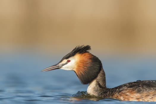 wild bird in natural habitat, nature series