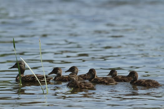 many birds in their natural habitat, nature series