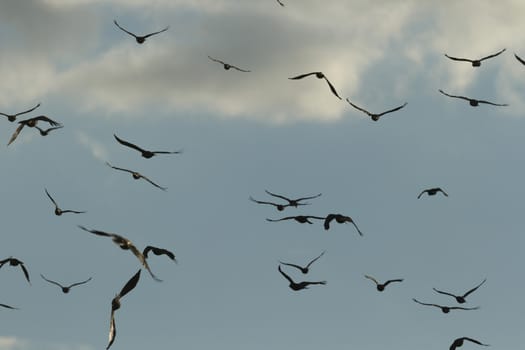 many birds in their natural habitat, nature series