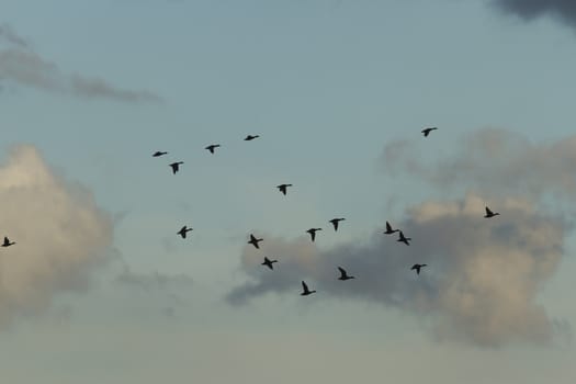 many birds in their natural habitat, nature series
