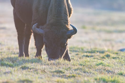 european bison in the wild, nature series 
