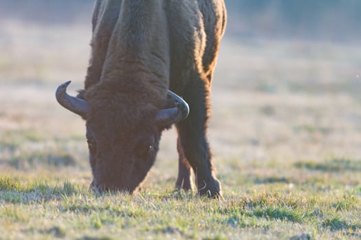 european bison in the wild, nature series 