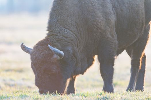 european bison in the wild, nature series 