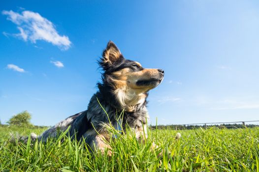 funny dog in sunny day, animals series
