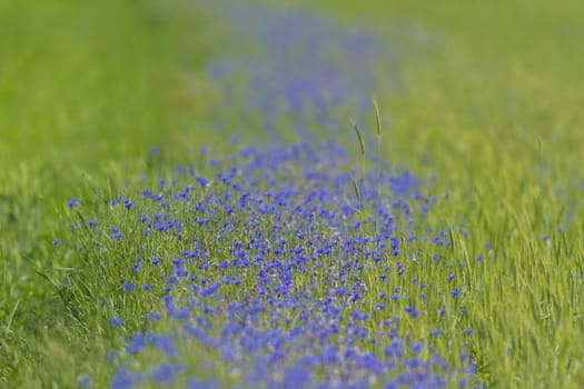flowers as a colorful background, macro photo, nature series