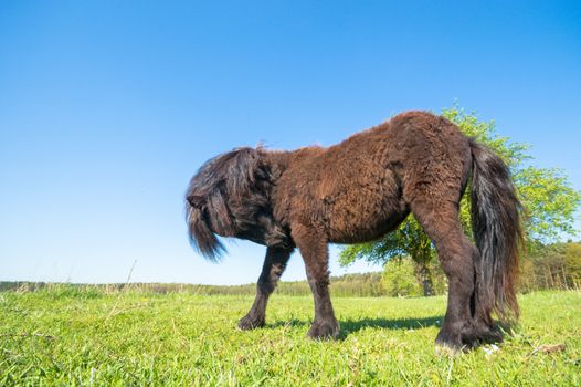 horse in a field, farm animals, nature series