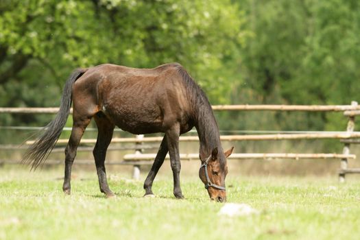 horse in a field, farm animals, nature series