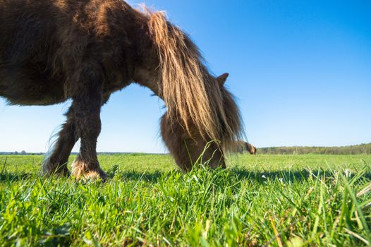 horse in a field, farm animals, nature series