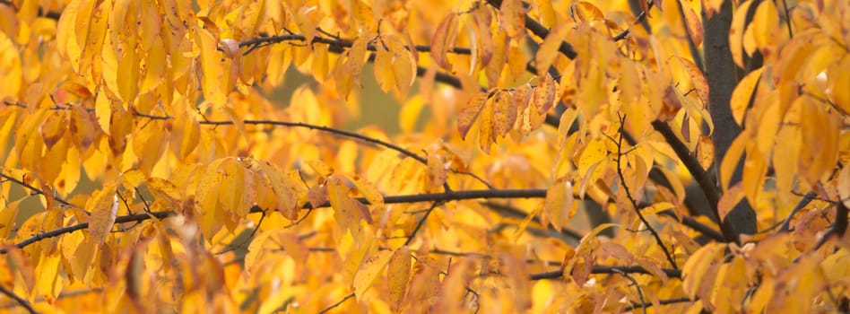 natural background with colored leaves, nature series