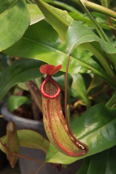  pitcher plants