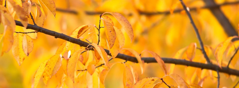 natural background with colored leaves, nature series