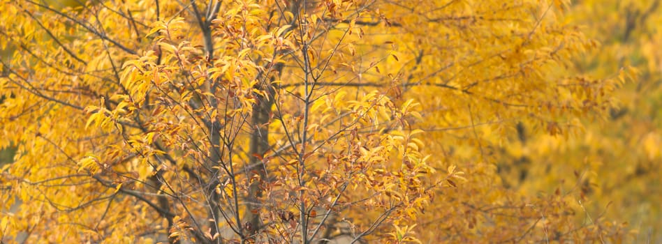 natural background with colored leaves, nature series