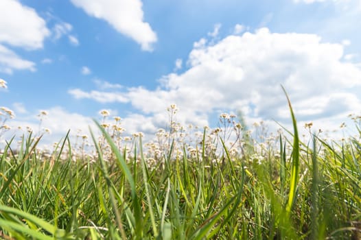 natural green colorful rural meadow, nature series