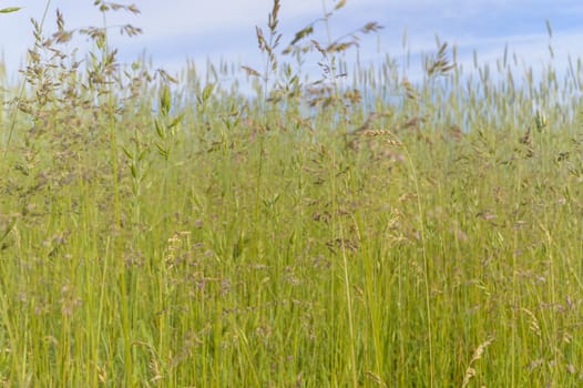 natural green colorful rural meadow, nature series