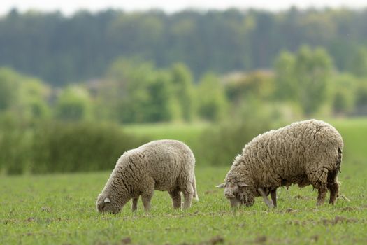 sheep on grass with blue sky, some looking at the camera