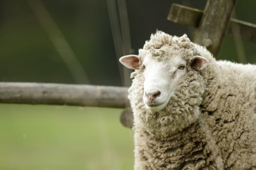 sheep on grass with blue sky, some looking at the camera