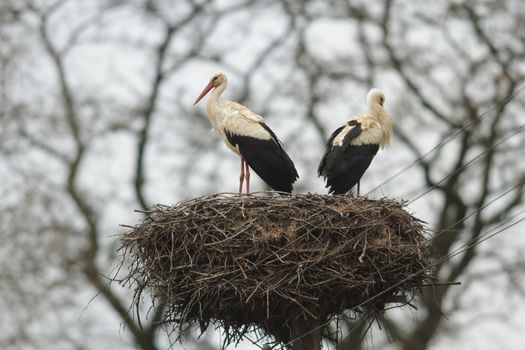 storks on green grass in sunny day, nature series