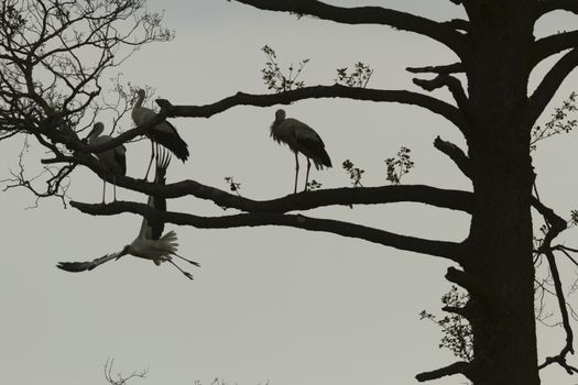 storks on green grass in sunny day, nature series