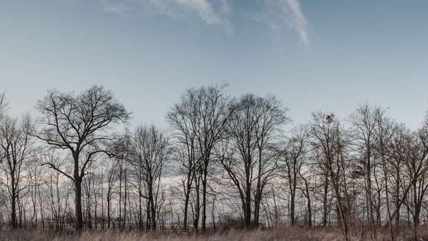 old big tree on color background with blue sky, nature series