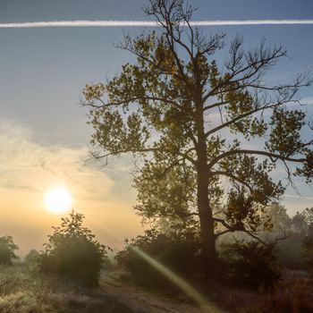 morning fog over a meadow, nature series