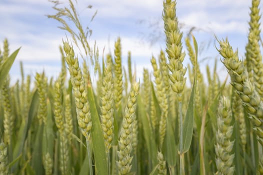 field of golden wheat and blue sky, agricultural field