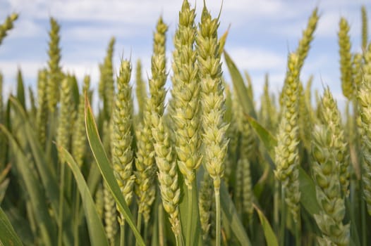 field of golden wheat and blue sky, agricultural field
