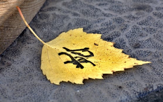 a lonely yellowed autumn leaf on a gray background