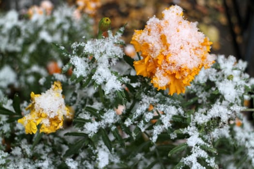 yellow marigold flowers under white snow