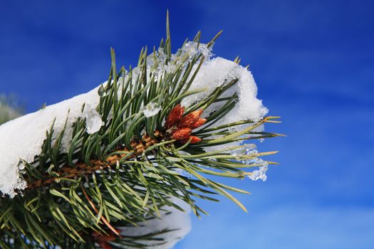 branches of fir tree strewn lightly with snow in January