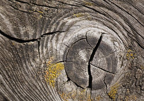Closeup of old cracked wood for texture or background