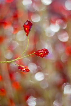 Bright shiny golden red cristals background for celebration greeting cards