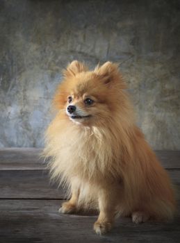 face of pomeranian dog sitting on wood floor