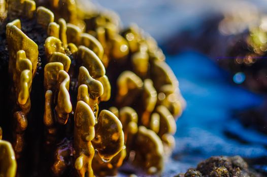 The Andaman sea at low tide, Coral at sunny day with water around it. blurry. Phuket Island, Thailand, Asia